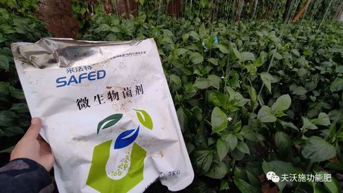 微生物菌剂: 你不知道的秘密就在这里