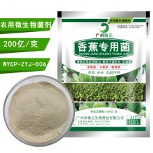 香蕉有机肥生物功能菌 抗重茬、解磷解钾、促生长的微生物菌剂全解析